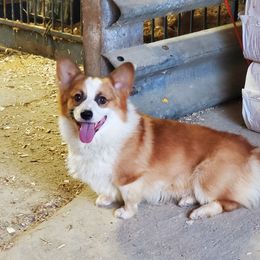 Pembroke Welsh Corgi All Grown Up from Pine Lawn Corgis