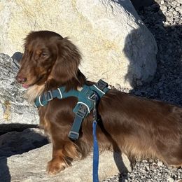 Hunter - Dachshund