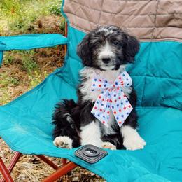 Camellia - Black and white female Aussiedoodle puppy in Peyton, Colorado from Colorful Colorado Aussiedoodles