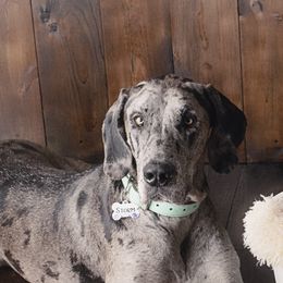 Storm - Great Dane