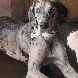 Storm - Great Dane