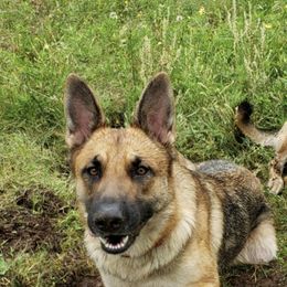 German Shepherds from Niki's German Shepherd Ranch