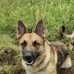 German Shepherds from Niki's German Shepherd Ranch