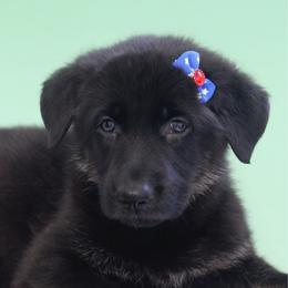 Odette - Black and cream female German Shepherd puppy in De Land, Florida from 3B’s Animal Artistry
