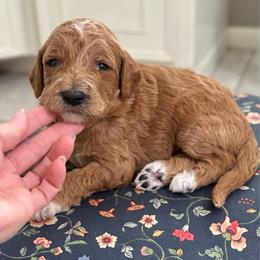 Rarity-White - Apricot female Goldendoodle puppy in Bay City, Texas from Charming Doods Goldendoodles