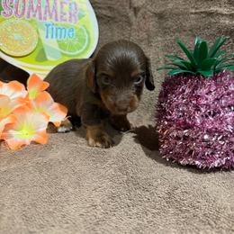 Longhair male - Chocolate male Dachshund puppy in Pleasant Plains, Arkansas from JGBs Silver Spur Dachshunds