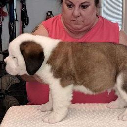 Saint Bernard puppies from Wintercrest St. Bernards