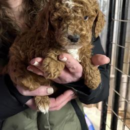 HENRY - Red  male Poodle puppy in Wentworth, South Dakota from PaintersPreciousPoodles