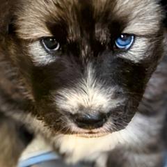 Pahi-Tava - female Native American Indian Dog puppy in Granby, Colorado from Turtle Island NAIDs