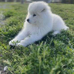 Samoyed Puppies from Sugar Sweet Samoyeds