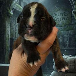 Lecter (boy) - Brindle male Boxer puppy in Red Boiling Springs, Tennessee from Silver Rain