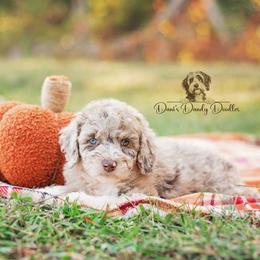 Aussiedoodle Puppies from Dani's Dandy Doodles