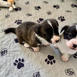 Maisie - Brindle and white female Cardigan Welsh Corgi puppy in San Antonio, Texas from White Paws Cardigan Corgis