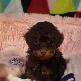 Purple - Phantom female Poodle puppy in Louisiana from Mias Bayou Puppies, LLC
