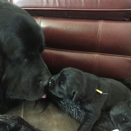Newfoundland Puppies from Bookcliff newfies