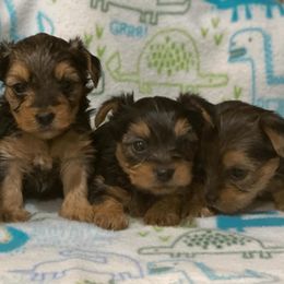French Bulldogs and Yorkshire Terriers from Roxy & Co.