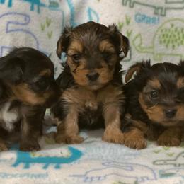 French Bulldogs and Yorkshire Terriers from Roxy & Co.