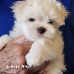 Noah - White male Maltese puppy in La Cygne, Kansas from DreamMaker Maltese