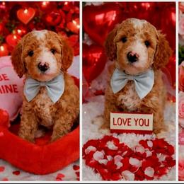 Oliver - Brown and white male Bernedoodle puppy in Elkhart, Iowa from Quality Iowa Doodles