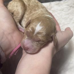 Caramel - Apricot female Goldendoodle puppy in Carmichaels, Pennsylvania from JensenBelle Doodles