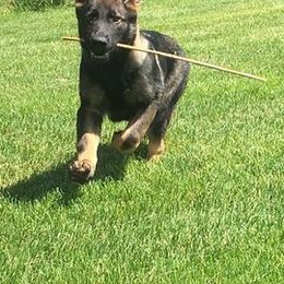German Shepherds from Vom Stainherz kennels