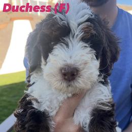 Bernedoodle Puppies from Coconutbernedoodles