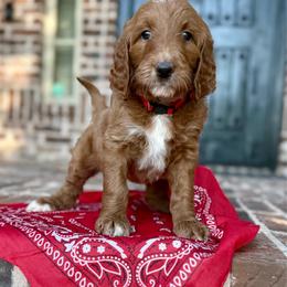 Red (Stella) - Red  female Goldendoodle puppy in Celina, Texas from Kennedy Doodles