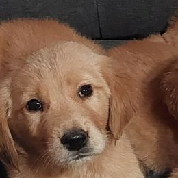 Golden Retrievers from Kingston Hills