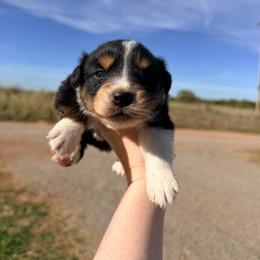 Colt - Black tri-color male Australian Shepherd puppy in Cushing, Oklahoma from Midwest LP Aussies