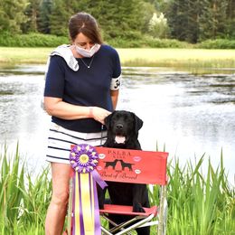 English Springer Spaniels and Labrador Retrievers from Brae Kennels