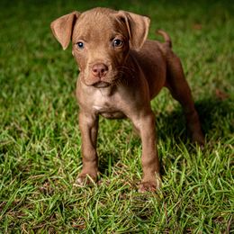 Zara - Brown female American Bully puppy in El Dorado, Arkansas from KO Dynasty Kennels