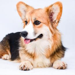 Lyric (spayed female) - Black and tan female Pembroke Welsh Corgi puppy in San Antonio, Texas from Moxxi's Legacy Corgis