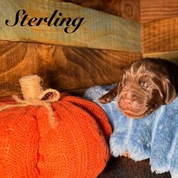 Sterling - Brown male Newfoundland puppy in Tully, New York from Bear Paw Newfoundlands