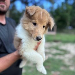 Mr. Red - Sable merle and white male Collie puppy in Tallahassee, Florida from Lampost Kennels