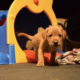 Labrador Retriever Puppies from TNT Elite Labradors