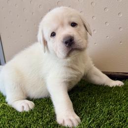 Girl 1 - Yellow female Labrador Retriever puppy in Gilbert, Arizona from Mad Rabbit Labradors