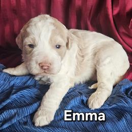 Emma-Jane Austen litter - Caramel cream female Labradoodle puppy in Phelan, California from Family Doodles