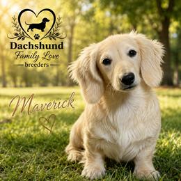 Maverick - Dachshund