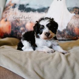Baby Bear - Brown male Schnoodle puppy in Grove, Oklahoma from Grand Lake Poodles & Doodles