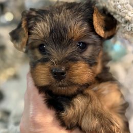Andy - Black and tan male Yorkshire Terrier puppy in Gatesville, Texas from Cuddles of Cuteness