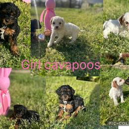 Cavapoo puppies from Wright Doodles