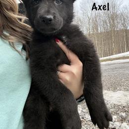 Green HC AKA Axel - Black male German Shepherd puppy in Terra Alta, West Virginia from Shepherd Country Farm and Kennels