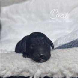 Coal - Black male Bernedoodle puppy in Carmichaels, Pennsylvania from JensenBelle Doodles