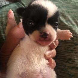 Oops - Black and white male Chihuahua puppy in Amelia, Virginia from Pannell’s Precious Pups