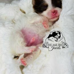 Pomeranian Puppies from Treasured Jewels Pomeranians