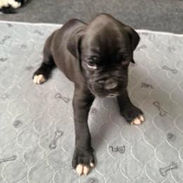 Puppy 1 - Brindle male Boxer puppy in Lakeland, Florida from Cote's Boxers