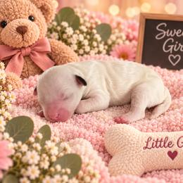 Taffy - White female Cavapoo puppy in Myrtle Beach, South Carolina from Colorful-K9'S