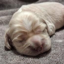 Sage - Buff male Cocker Spaniel puppy in Crossville, Tennessee from Timber Sunrise Cockers