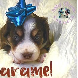 Caramel - Red tri male Miniature Australian Shepherd puppy in Lubbock, Texas from Baby Storm Kennels