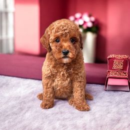 Shenseea - Red  female Poodle puppy in Davie, Florida from Dave Poodles
